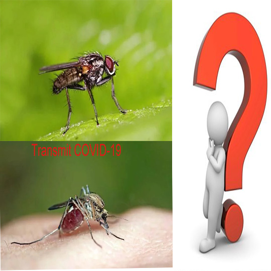A COVID-19 se espalhará por meio de moscas domésticas ou mosquitos?